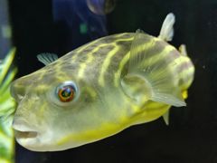 -上海海洋水族馆