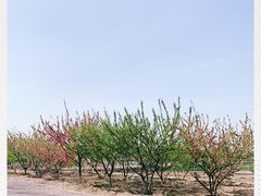 -大兴滨河森林公园