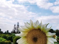 -花开海上生态园