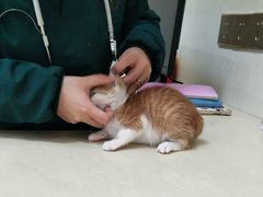 -瑞派康怡24h宠物医院·犬猫医疗中心·微创绝育(瑞景分院)