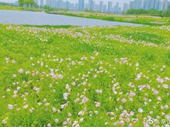 -洋湖国家湿地公园