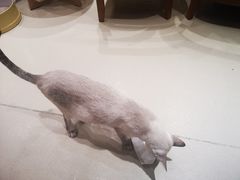 -藏猫猫咖啡主题馆(中央大道店)