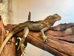 -Zoolung Zoolung动物主题公园(海信广场店)