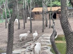 -沈阳森林动物园