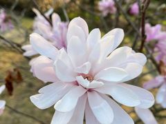 -上海滨江森林公园