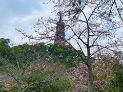 -顺峰山公园