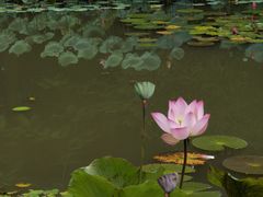 -曼听御花园