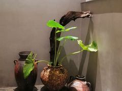 -本处·素食·融合料理(南油店)