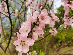 -八大山人梅湖景区