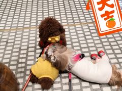 -momokira米努特·德文卷毛猫·棉花面纱犬