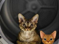 -山宅一喵德文卷毛猫舍