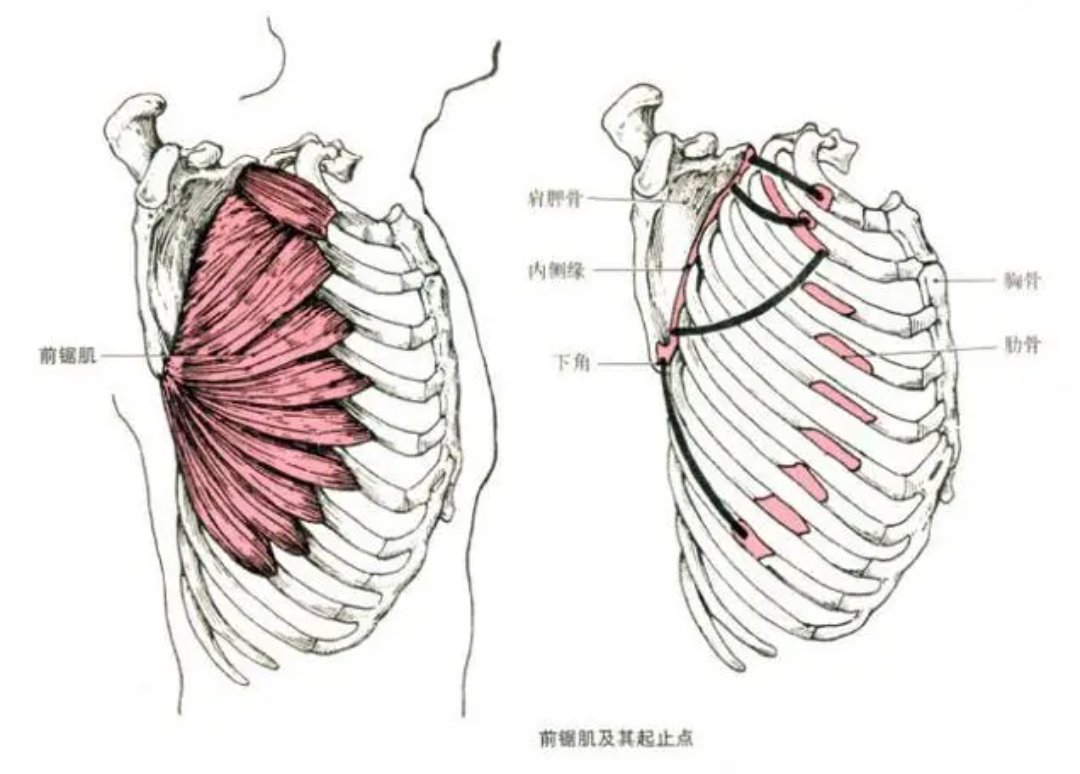 鲨鱼背鳍骨骼结构图图片