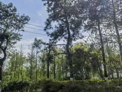 -合肥滨湖国家森林公园