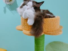-猫在这儿猫咪咖啡馆·撸猫馆