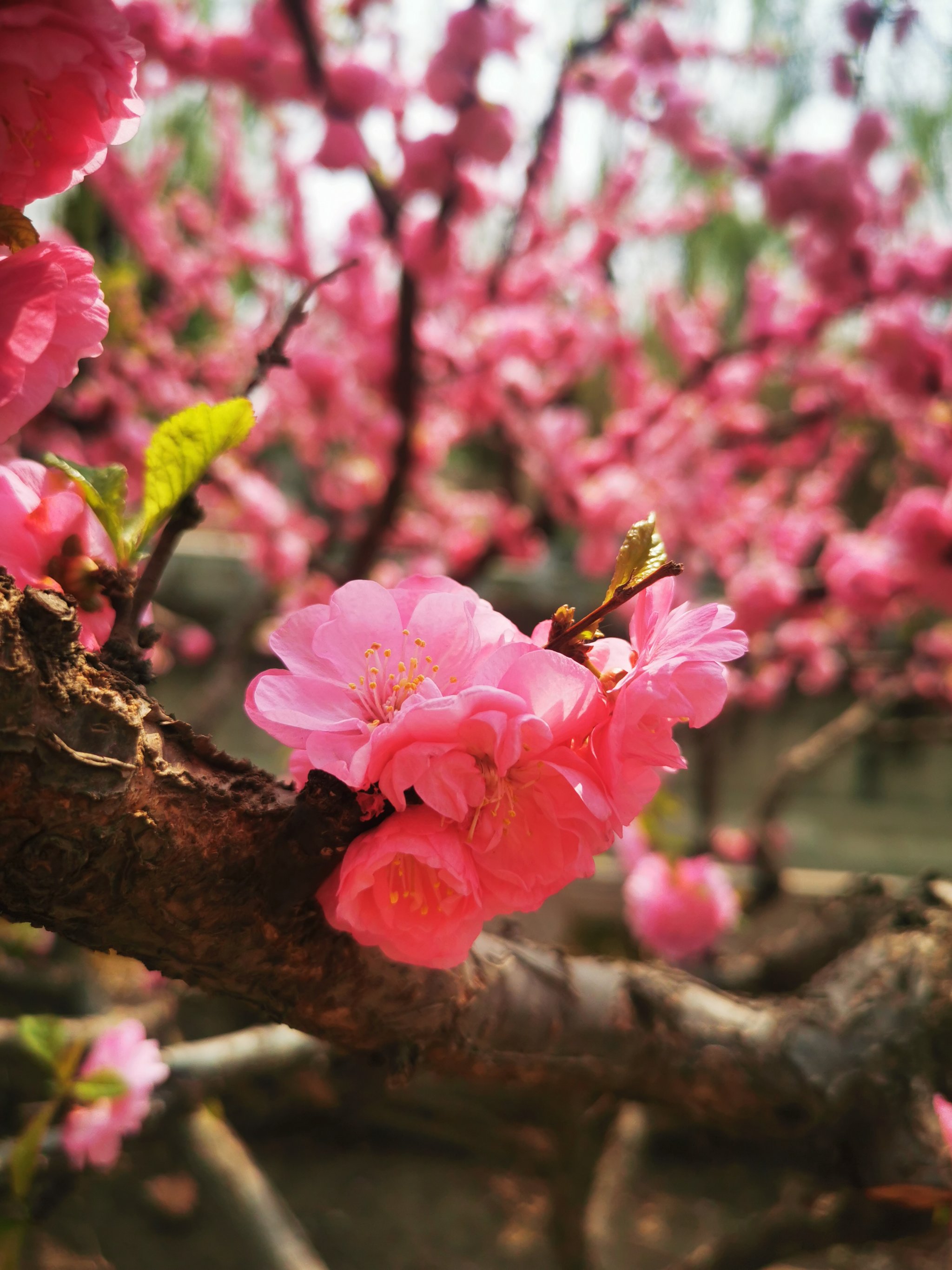 桃花开花的样子图片图片