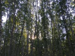 -哈乌尔河
