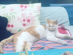 -Sirena海妖日咖夜酒