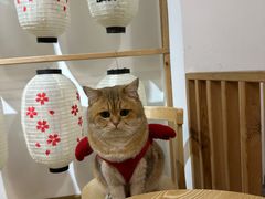 -柴迷FANS CLUB·柴犬狗咖·猫咖
