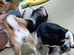 -逗柴咖啡屋·狗咖猫咖宠物桌游