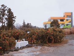 -柑橘农场
