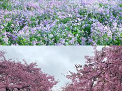 -嘉定紫藤园