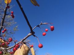 -大兴滨河森林公园