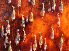 -罗红摄影艺术馆