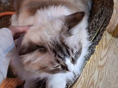 -白兔子密室(长寿路店)