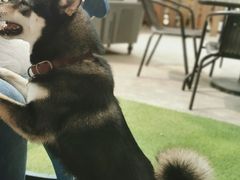 -柴犬高等学院·狗咖·柴犬售卖·宠物训练