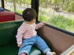 -合肥滨湖国家森林公园