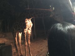 -清迈夜间动物园