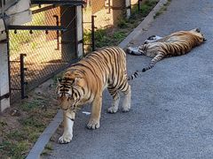 -大连森林动物园