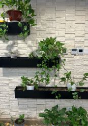 -青青一生美皮肤管理