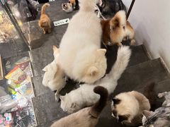 -more than meow吴止猫主题餐厅(承德 中船汇店)