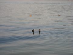 -西湖游船
