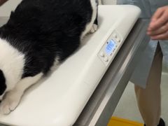 -汪喵宠物医院·骨科心脏影像·犬猫急重症ICU诊疗中心(成华分院)