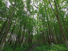 -桤木河湿地公园