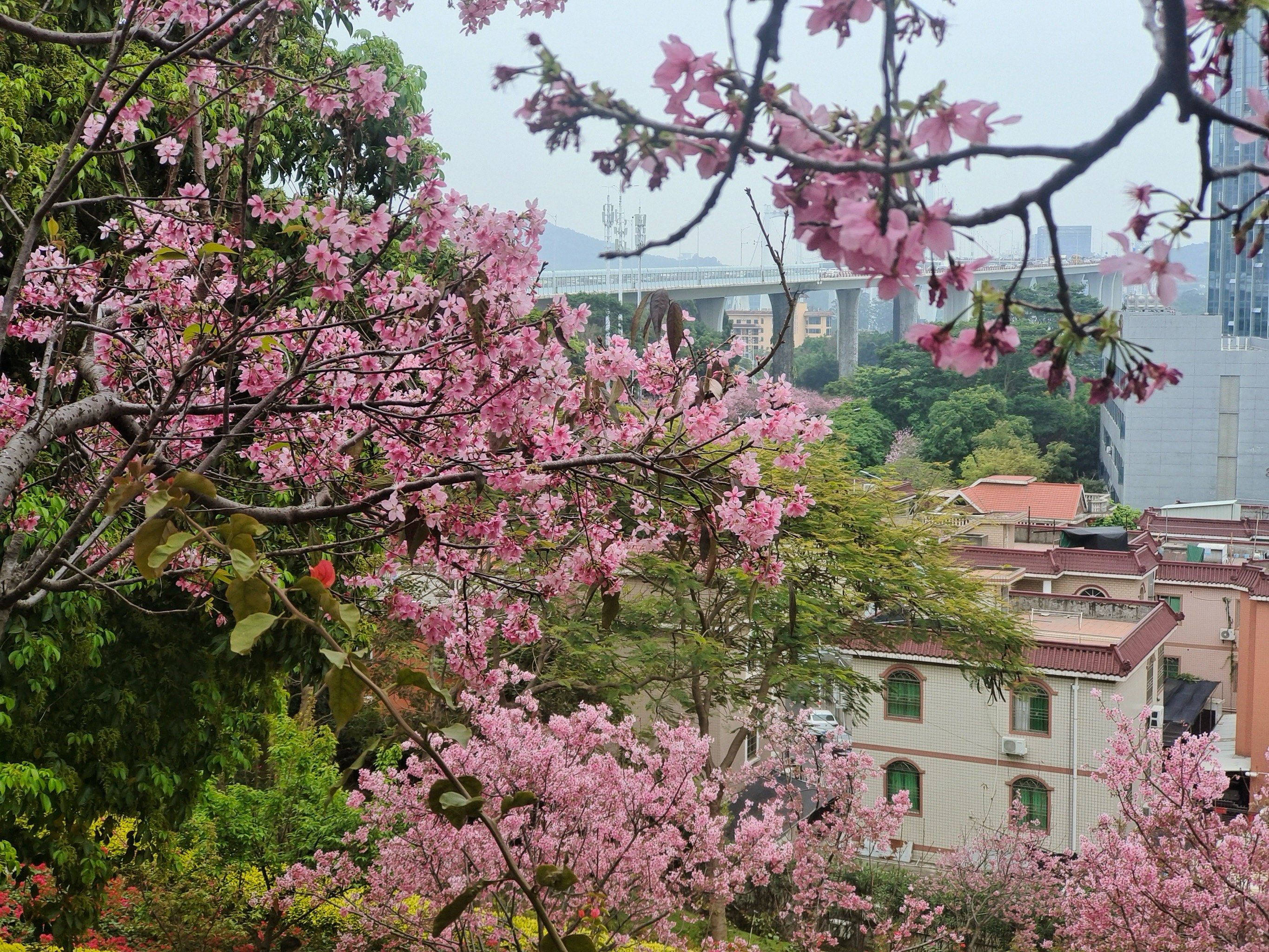 大屏山樱花谷