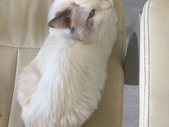 -美联众合动物医院·24h转诊中心