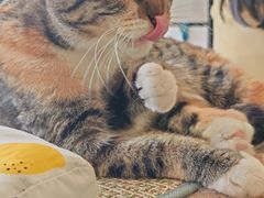 -平行世界·猫咖(首经贸店)