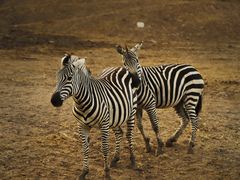 -沈阳森林动物园