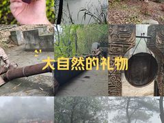 -铁山坪森林公园