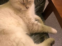 -猫色咖啡·猫咖