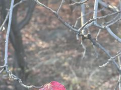 -北京西山国家森林公园