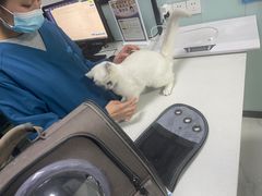 -嘉馨宠物医院·CT影像转诊·心脏科·犬猫全科诊疗中心(下沙大学城院区)
