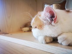 -Cappucimeow猫咪咖啡馆(韦伯时代店)