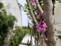 -青果巷历史文化街区