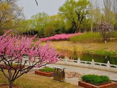 -大望京公园