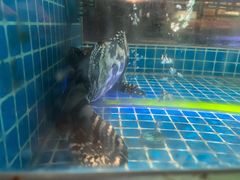 -上宴精品海鲜姿造(晶融汇旗舰店)