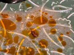 -Thai Basil罗勒叶泰式餐厅(时代天街店)